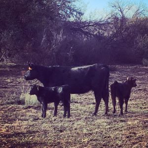 Mom and Calves by Tyson